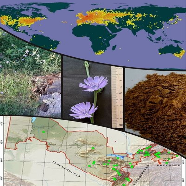 Ecological distribution and economic significance of Cichorium  intybus L. across desert, foothill, mountain and pasture  ecosystems